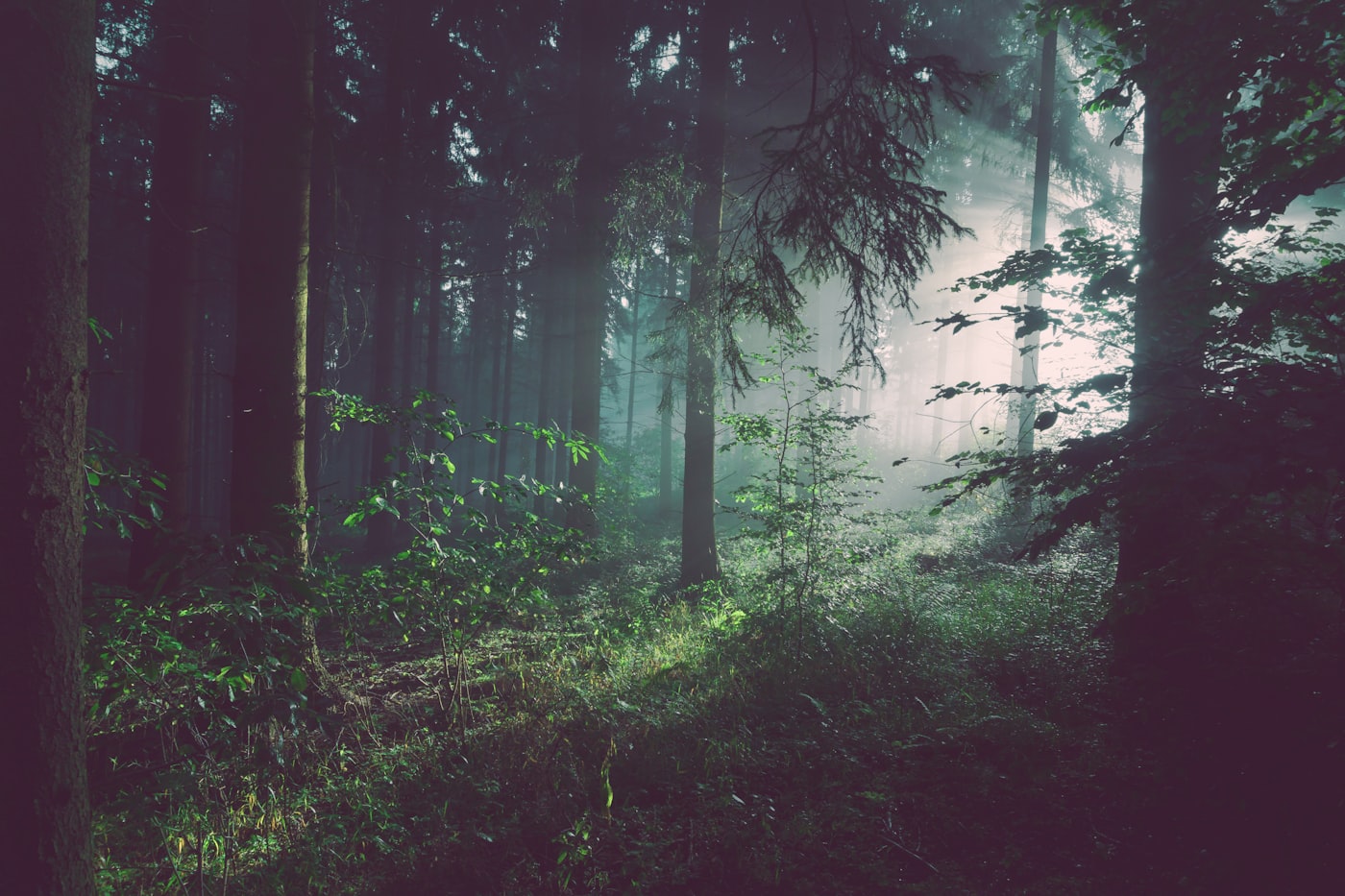 Misty Northern Minnesota forest scenery