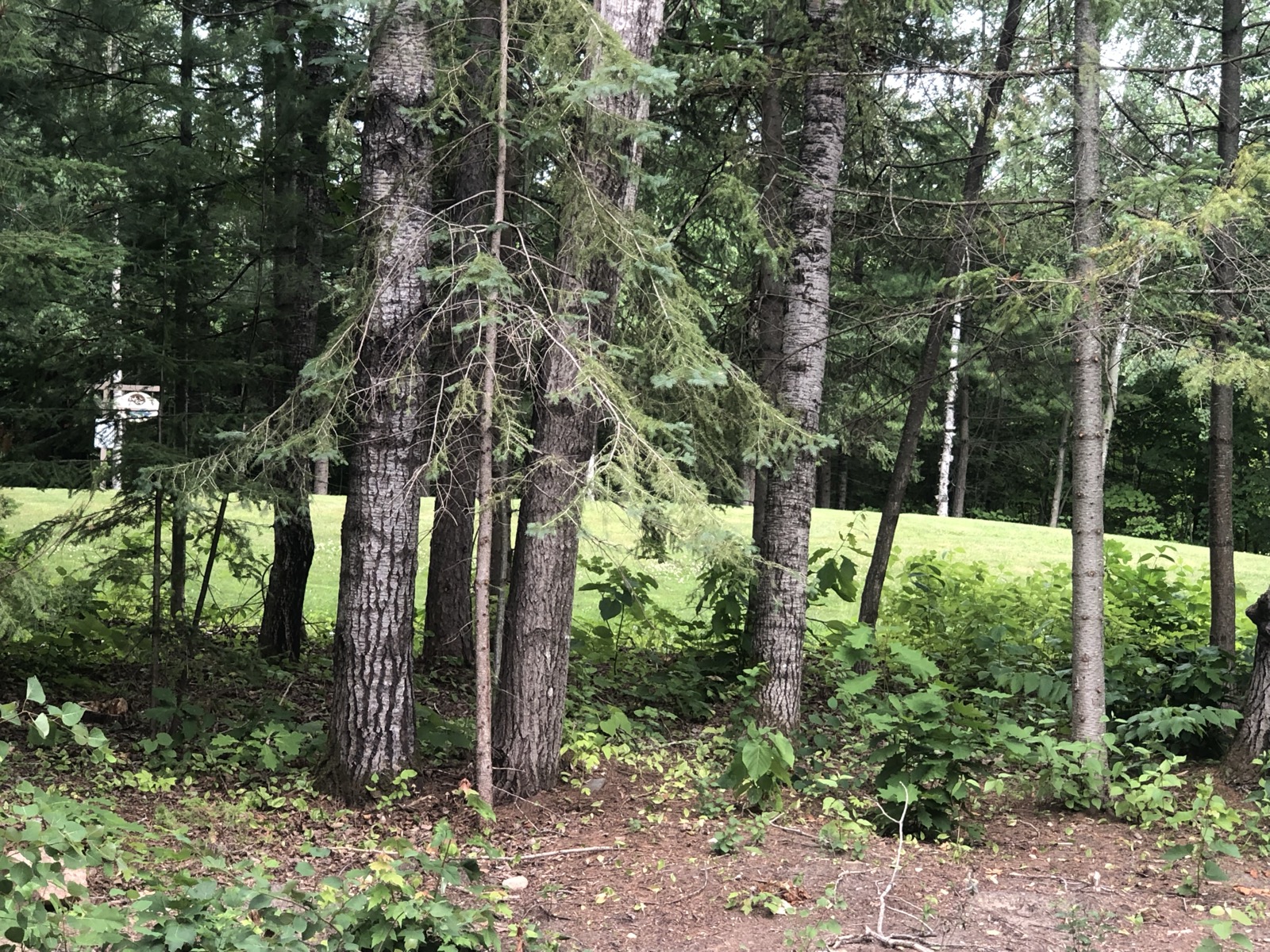 The wooded lot